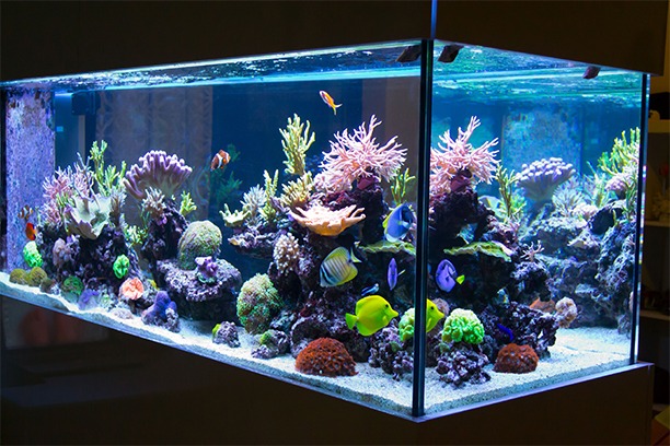 Vivariums